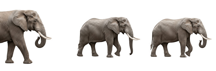 Fototapeta premium Set and collection of grey elephant walking isolated on white transparent png background