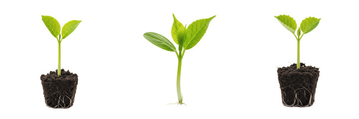 Set and collection of green plant seedling isolated on white transparent png background © photoland