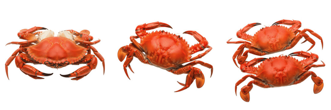 Set and collection of red crab sea animal isolated on white transparent png background