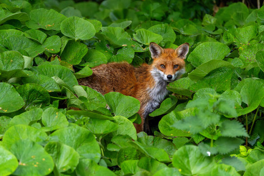 Fox "Vulpes vulpes" part hidden by leaves of "Winter Heliotrope" (Petasites pyrenaicus). Wildlife along bank of River Dodder, Dublin, Ireland. 