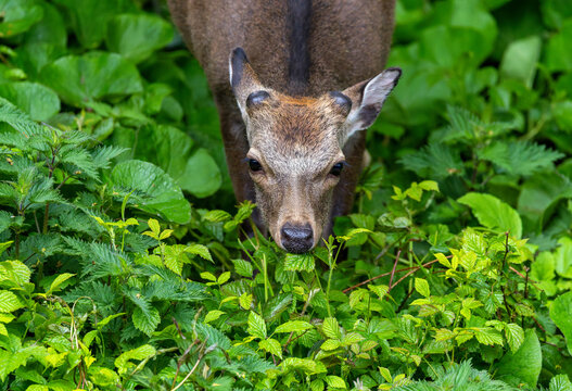 Sika deer "Cervus nippon" feeding on green leaves foliage. Closeup portrait of wild male animal showing pedicles where its antlers have been shed or cast. River Dodder riverbank, Dublin, Ireland