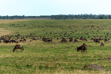 Fototapeta premium Wildebeest or Connochaetes taurinus herd migrating across Serengeti landscape during rainy period in Tanzania.