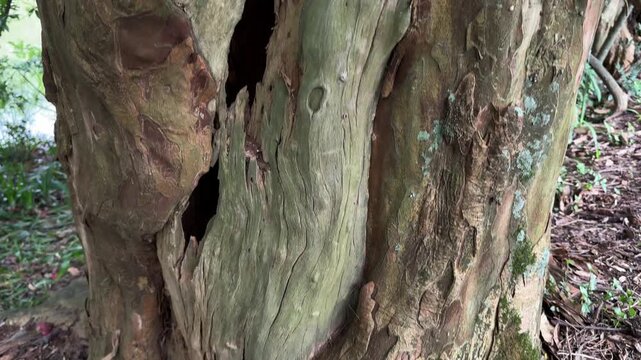 Twisted ancient tree trunk tilting upwards to lush green canopy