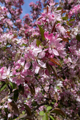 Naklejka premium Close up of vibrant pink spring blossoms on a flowering tree branch with soft bokeh background, fresh seasonal bloom in natural daylight, copy space.