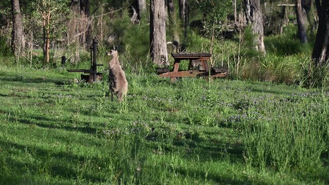 Eastern grey kangaroo, Macropus giganteus, with joey on green meadows by Mann River, New South Wales, Australia. Iconic wildlife parenting scene in natural riverside habitat.