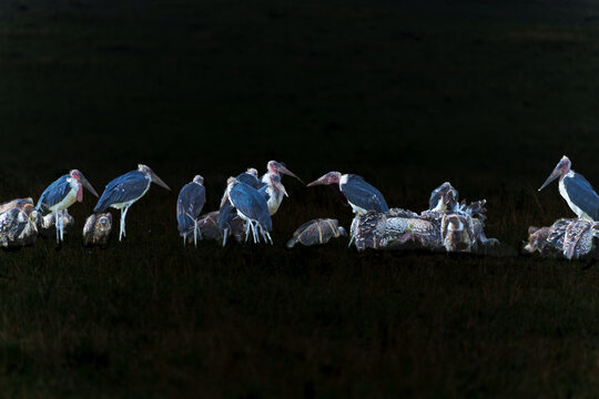 Black background around Marabou stork or Leptoptilos crumenifer and Eurasian griffin vulture or Gyps fulvus competing over carrion.