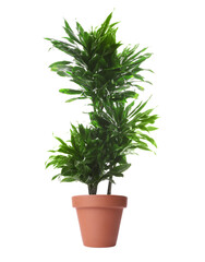 Fototapeta premium Pot with Dracaena isolated on white. House plant