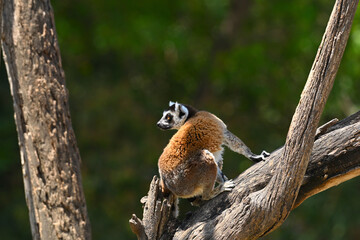Naklejka premium Lemur climbing among the trees and attentive to its surroundings