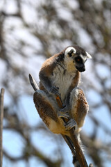 Naklejka premium Lemur perched on the tip of a dry branch against a blurred background