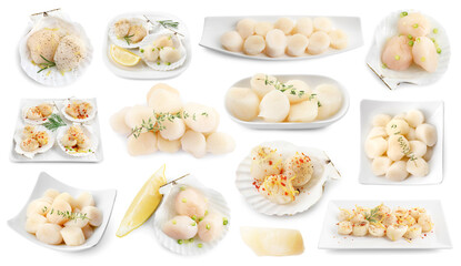 Fresh scallops isolated on white, set. Sea food © New Africa