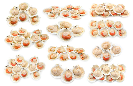 Fresh raw scallops in shells isolated on white, set. Sea food