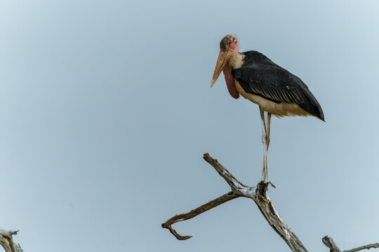 Marabou stork or Leptoptilos crumenifer perched motionless on old branch against plain background
