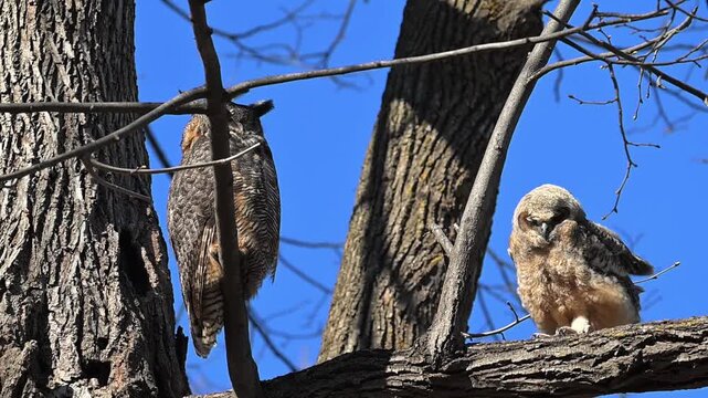 A fledgling Great Horned Owl with adult parent on tree limb on a windy day.