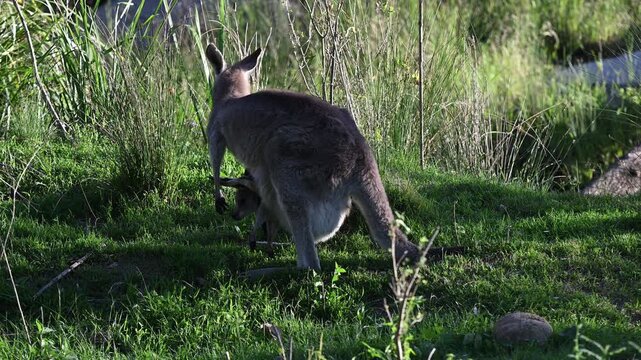 Eastern grey kangaroo, Macropus giganteus, with joey on green meadows by Mann River, New South Wales, Australia. Iconic wildlife parenting scene in natural riverside habitat.