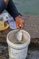 Obraz premium A fisherman proudly displays a freshly caught spotted rabbitfish, ready to be placed in a bucket, at the pier in Fishing port Vinh Truong, Nha Trang, Vietnam