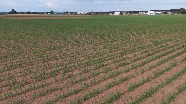 Precision agriculture and rural geometry: 90-degree lateral aerial pan over young corn field in symmetrical rows.