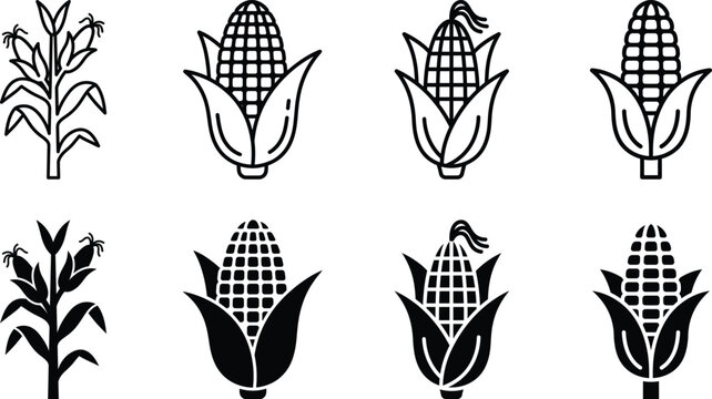 Black and white illustration of corn plants and cobs in various stages
