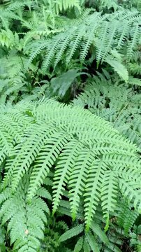 Lush green fern leaves in the tropical forest. Macro detail of pteridophyta plant foliage. Natural botanical background for environment and ecology concept. Fresh wild vegetation in the rainforest.