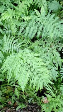Lush green fern leaves in the forest. Close-up of beautiful symmetry of fern fronds in natural environment, making it a perfect botanical background for environmental, ecology and nature-theme project