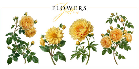 Naklejka premium Yellow garden flowers isolated on a white background. Vintage painting style illustration.