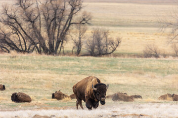 Powerful Bison Walking through Colorado Grasslands, Herd of Bison, Buffalo of Colorado © Dylan