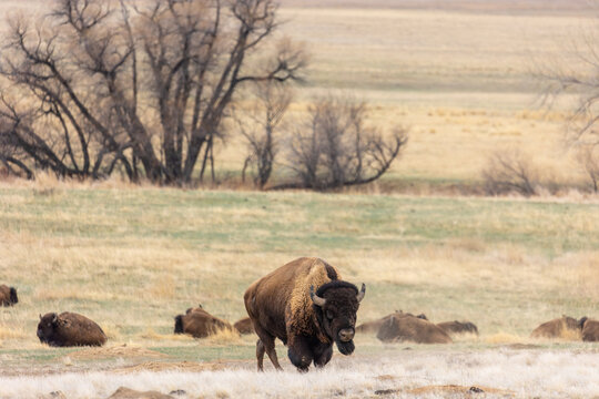Powerful Bison Walking through Colorado Grasslands, Herd of Bison, Buffalo of Colorado