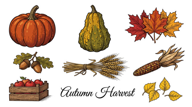 Autumn Harvest Vector Illustration Set with Pumpkins, Corn, Wheat, Apples in Crate, Acorns and Colorful Leaves. Vintage Hand Drawn Elements for Thanksgiving and Fall Decorative Design.