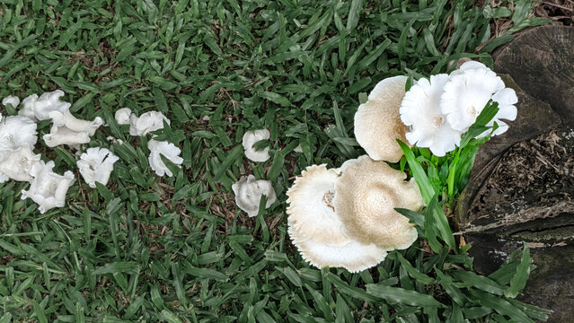 edible mold lentinus squarrosulus or jamur lot, growing on a tree stump or decaying wood.