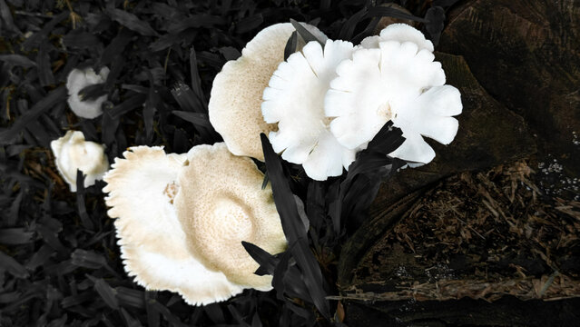 edible mold lentinus squarrosulus or jamur lot, growing on a tree stump or decaying wood.