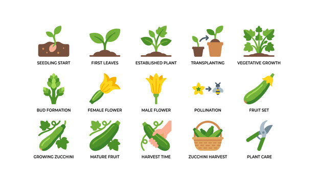 Zucchini growth icons showing stages and care steps on white
