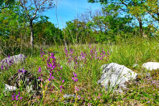 Mediterranean deciduous forest with purple milkwort (Polygala nicaeensis) flowers