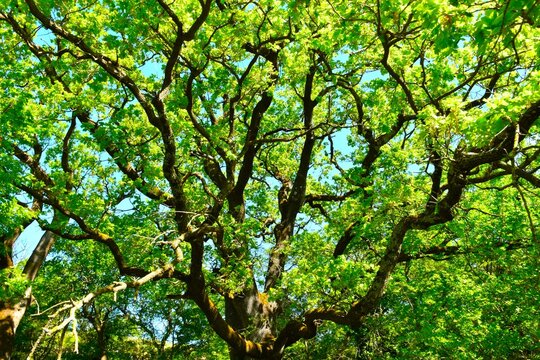 Canopy of a downy oak (Quercus pubescens) deciduous broadleaf tree at Guljanov Dolac