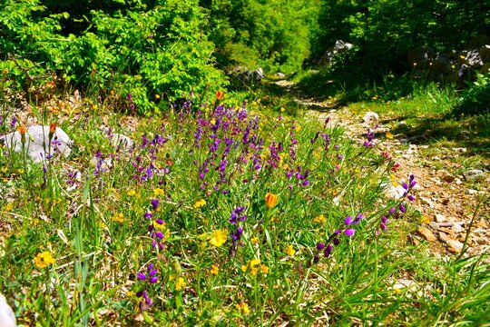 Purple milkwort (Polygala nicaeensis) flowers flowers growing next to a trail