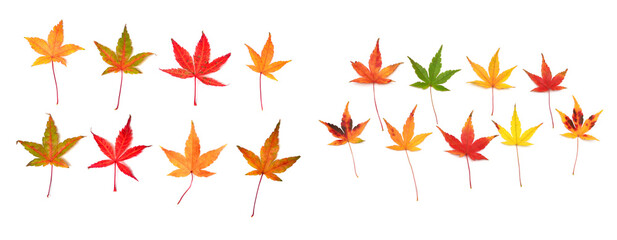 Fototapeta premium Collection autumn Japanese maple leaf and twig isolated on white background. Flat lay, top view