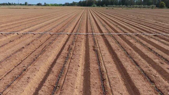 Irrigation technology and water efficiency: Forward aerial drone shot of tomato crop rows with drip irrigation system in agricultural field.