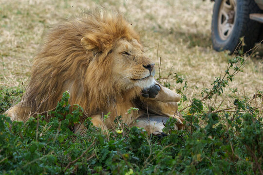 Male lion or panthera leo with it's mane sitting on ground with paw up scratching itself.