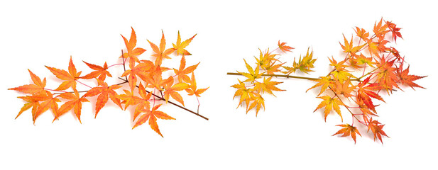 Fototapeta premium Collection autumn Japanese maple leaf and twig isolated on white background. Flat lay, top view