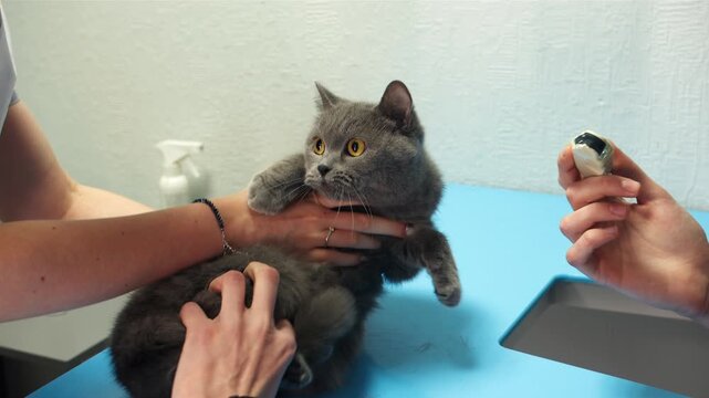 Female assistant holds nervous grey british shorthair cat. Vet woman stabilizes anxious cat for medical examination on blue table while the doctor holds an ultrasound sensor in veterinarian clinic