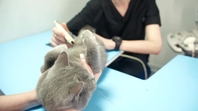 Grey cat cradled on blue table, caucasian male young sonographer in black uniform maneuvers ultrasound probe and watches screen of monitor for results cooperative assistant in veterinarian clinic.