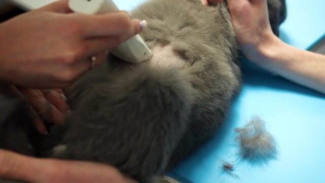 Closeup of calm veterinary procedure of shaved feline abdomen preparation. Professional grooming with clipper of grey cat. Calm precise female technician prepares belly before ultrasound examination