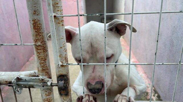 Video of a pitbull dog inside a cage at an animal shelter, getting excited and energetic when noticing the camera.