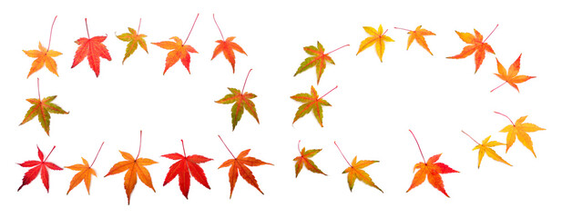 Obraz premium Collection autumn Japanese maple leaf and twig isolated on white background. Flat lay, top view