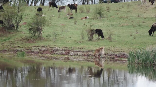 Red and black Holstein cows are grazing and drinking water on a cold autumn morning on a meadow