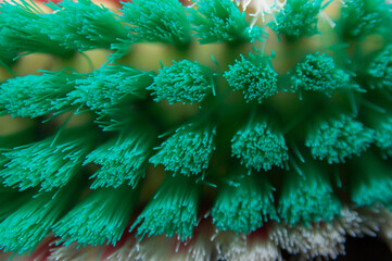 Close up of green and white laundry brush. © Lianlly Jerome