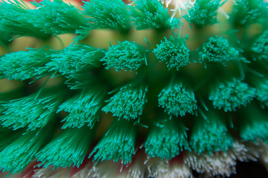 Close up of green and white laundry brush.