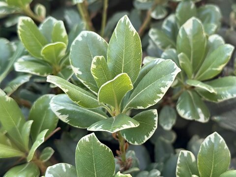 Close up of Variegated Euonymus leaves with white edges