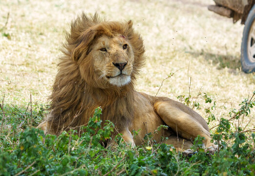 Male lion or panthera leo with it's mane sitting on ground with paw up scratching itself.