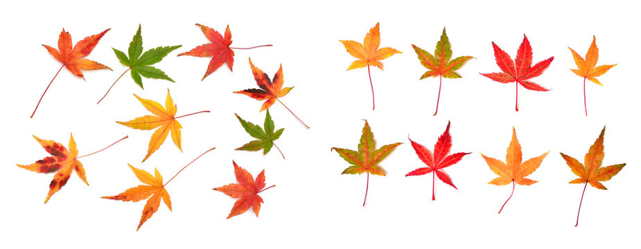 Collection autumn Japanese maple leaf and twig isolated on white background. Flat lay, top view