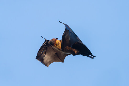 Indian Flying Fox in flight, showcasing its large wingspan and strong, gliding movement across the evening sky. This giant fruit bat is commonly seen at dusk