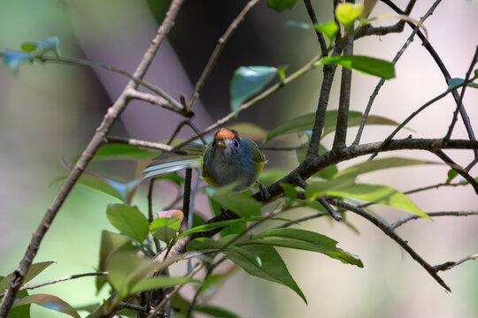 The Chestnut-crowned Warbler is in its habitat. It is a small forest songbird known for its olive-brown plumage and distinctive chestnut crown.